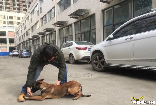 简单训练马犬狗狗之坐和卧