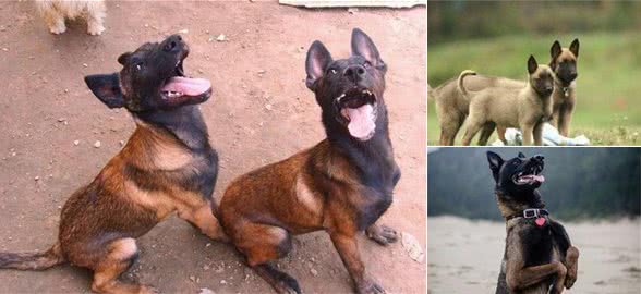 纯种马犬标准，教你挑选优质马犬