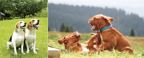 你家狗狗会社交吗