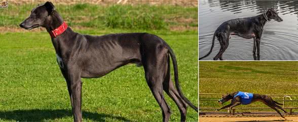 跑得最快的狗狗，灵缇犬原本受英法贵族喜欢，后来却沦为赛犬