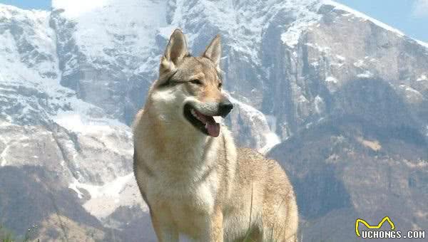 捷克狼犬，似狼却非狼，凶猛帅气，价格也让人望而生畏