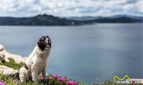 犬护食六亲不认，并不是狗狗天性，这个锅要铲屎官背