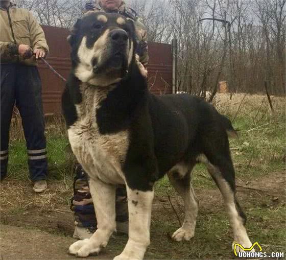 冰岛原住民饲养的猛犬，维京人的专用猎犬，已有千年历史