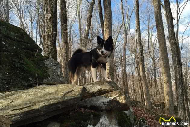 冰岛原住民饲养的猛犬，维京人的专用猎犬，已有千年历史