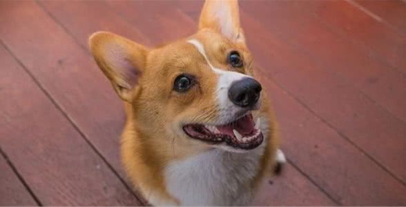 喜欢柯基犬吗?带你了解柯基犬的7个特点