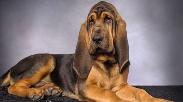 寻血猎犬耐力怎么样寻血猎犬的耐力是极好的
