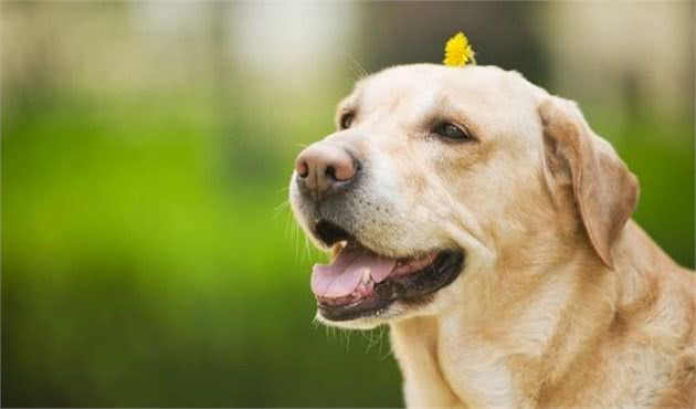 宠物犬肥胖症的危害与治疗