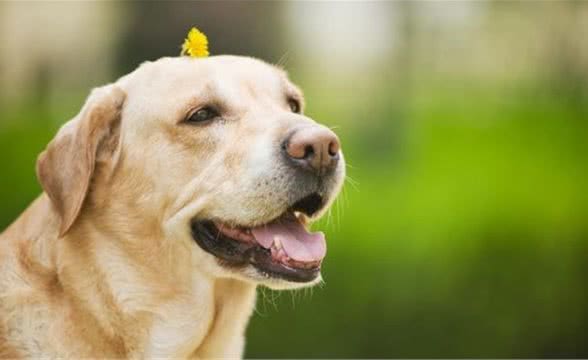 宠物犬肥胖症的危害与治疗