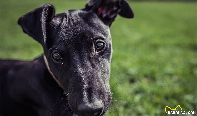 你们家狗狗会害怕男人吗？该如何让它们学会，如何应对陌生的男性