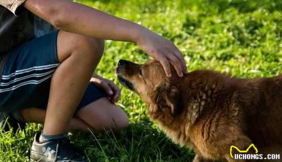 你们家狗狗会害怕男人吗?该如何让它们学会,如何应对陌生的男性