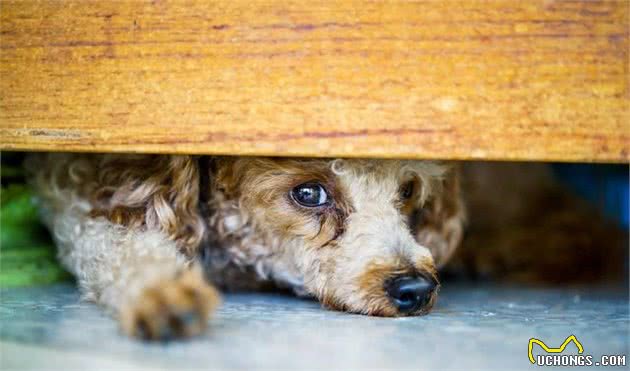 你们家狗狗会害怕男人吗?该如何让它们学会,如何应对陌生的男性