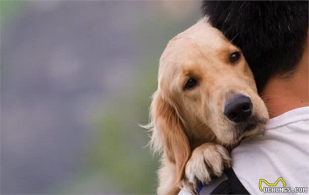 你们家狗狗会害怕男人吗？该如何让它们学会，如何应对陌生的男性