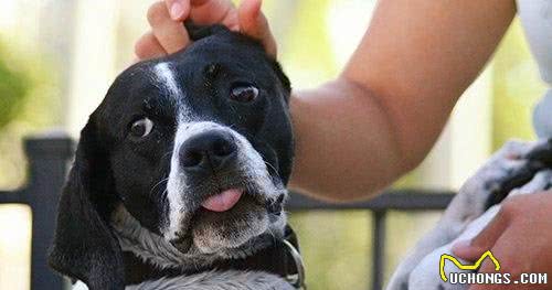 你们家狗狗会害怕男人吗?该如何让它们学会,如何应对陌生的男性