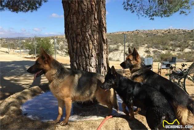 如此优秀的德国牧羊犬，3个原因让饲养它的人越来越少，想好再养