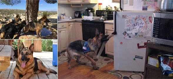 如此优秀的德国牧羊犬，3个原因让饲养它的人越来越少，想好再养