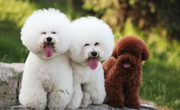 想养比熊犬必看：比熊犬更适合吃什么犬粮？比熊犬的综合习性！