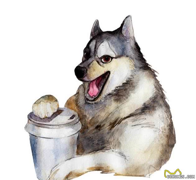 狗狗不能吃的这些东西，你都知道吗？