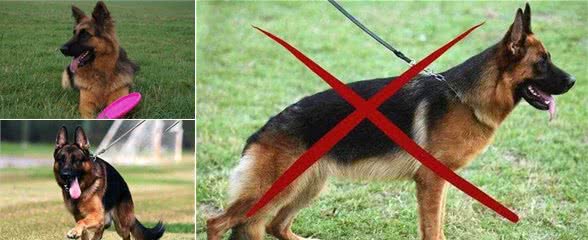德国牧羊犬明明很优秀，却被城市“禁养”，离不开这些原因