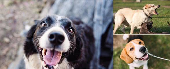 狗狗为什么会咬人?多半来自主人的压力,铲屎官却浑然不知