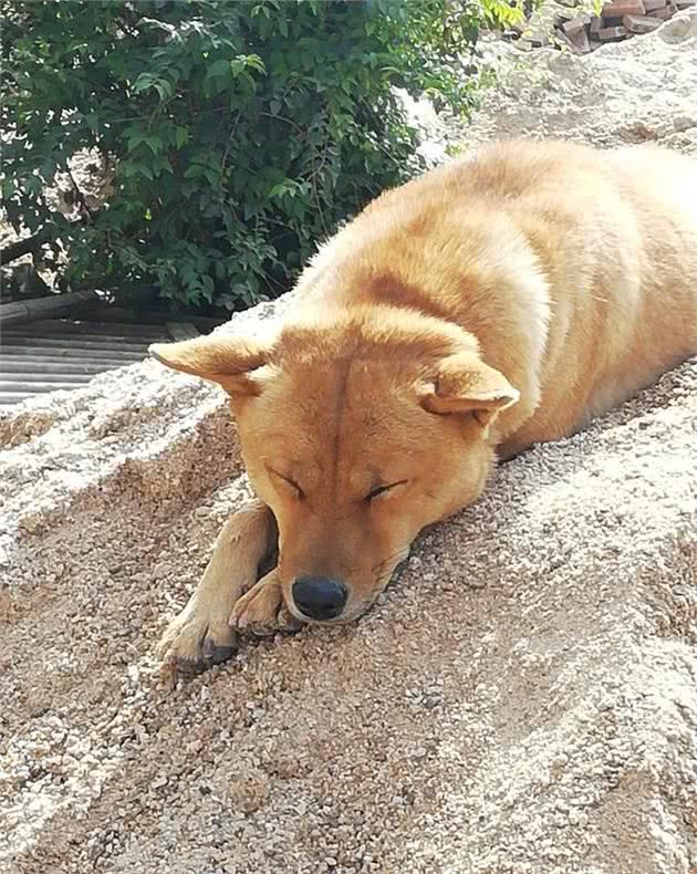 生活中常见的十种宠物犬，你认识多少？小白科普贴