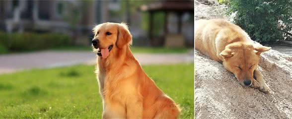 生活中常见的十种宠物犬，你认识多少？小白科普贴