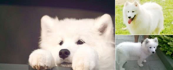 萨摩耶犬的饲养方法萨摩耶犬幼犬的喂食方法