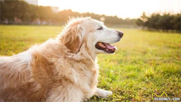 通人性的金毛犬，能“读懂”你的喜怒哀乐