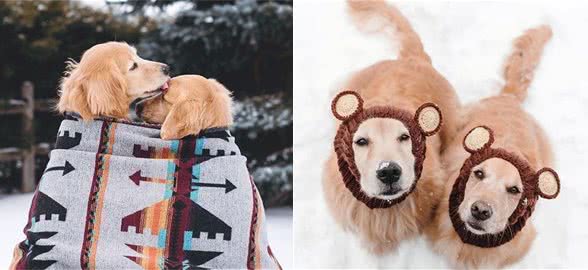 爱犬离世，主人为了让这段情延续，想出了最有爱意的表达方式