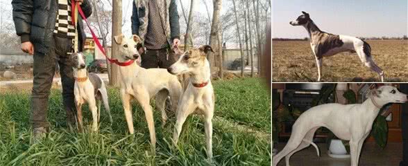 惠比特犬怎么训练一定得多表扬少责斥