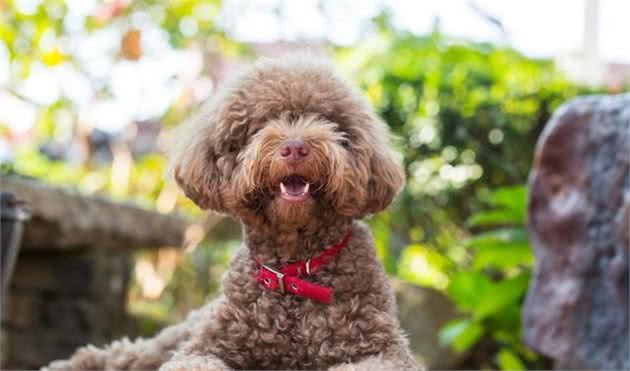 贵宾犬寿命有多长？有这几个特点的它，已经算老狗了！