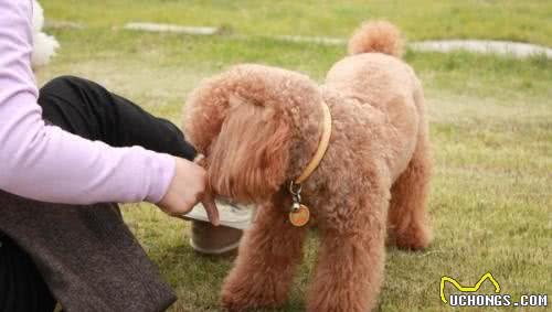 贵宾犬寿命有多长？有这几个特点的它，已经算老狗了！