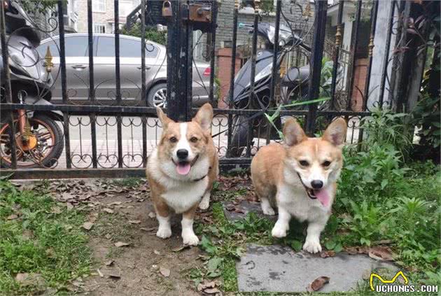 你不知道的小短腿—柯基犬