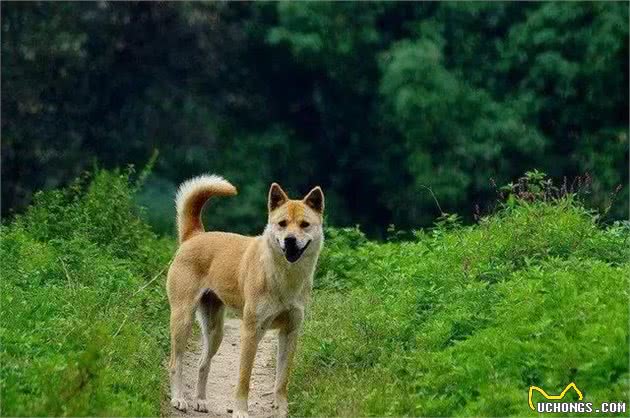 瞧不起土狗，却不知道它的血统才是最优秀的-中华田园犬