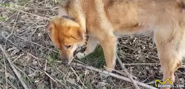 瞧不起土狗，却不知道它的血统才是最优秀的-中华田园犬