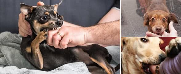 为什么狗这么忠诚,有时还会咬主人呢?其实原因有5个