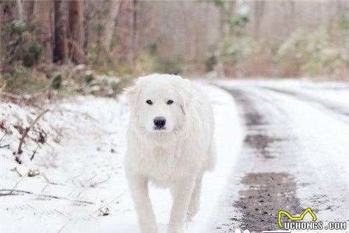 大白熊犬分几种大白熊犬是一个独立的品种