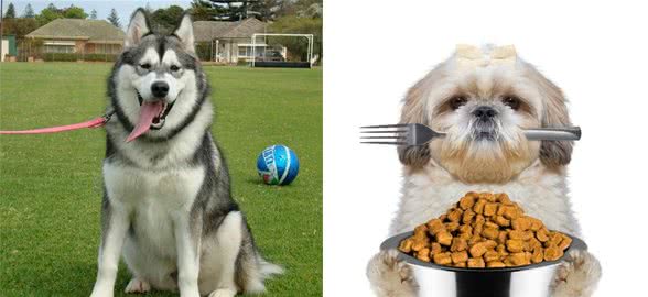 新手养狗，6条建议！不懂可能害了你的幼犬