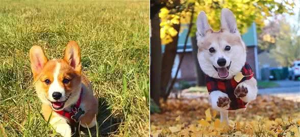 英国女王都抵抗不了它的魅力！犬种小科普之可爱短腿君柯基犬！