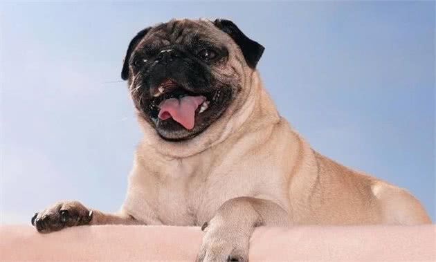 当你的狗开始挑食，你就要弄清楚，这是行为问题还是健康问题？