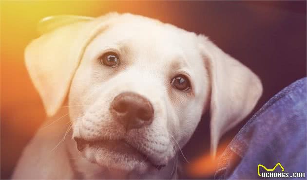 当你的狗开始挑食，你就要弄清楚，这是行为问题还是健康问题？