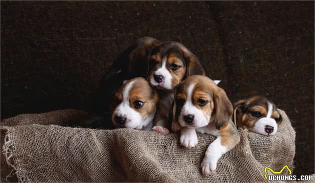 当你的狗开始挑食，你就要弄清楚，这是行为问题还是健康问题？