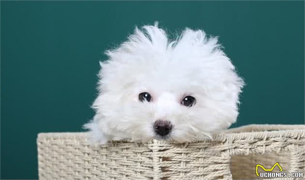 当你的狗开始挑食，你就要弄清楚，这是行为问题还是健康问题？