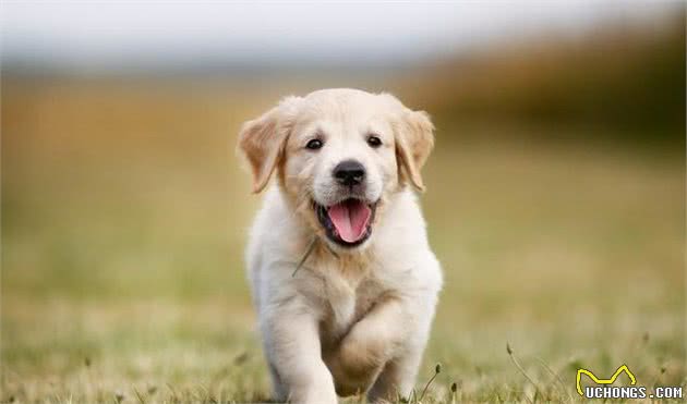 当你的狗开始挑食，你就要弄清楚，这是行为问题还是健康问题？