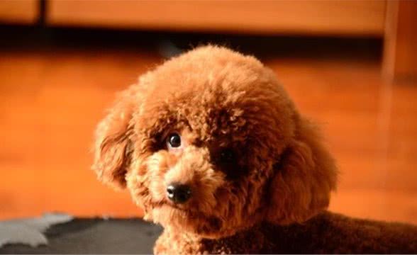 狗狗要不要做绝育，爱它就阉了它吗？