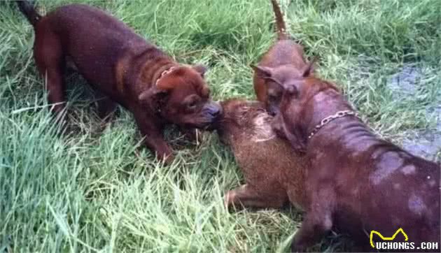 川东猎犬，土名叫邻水狗，中华原生犬之一，符合邻水性格