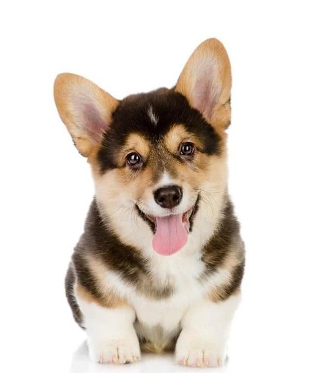 「宠物大学问」小狗长双排牙如何解决?