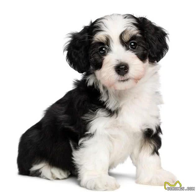 「宠物大学问」小狗长双排牙如何解决?