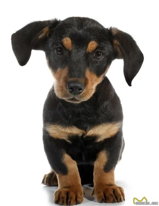 「宠物大学问」小狗长双排牙如何解决?