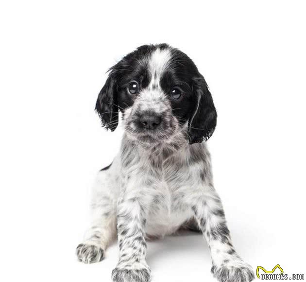 「宠物大学问」小狗长双排牙如何解决?