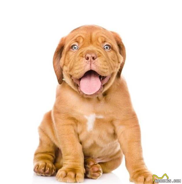 「宠物大学问」小狗长双排牙如何解决?